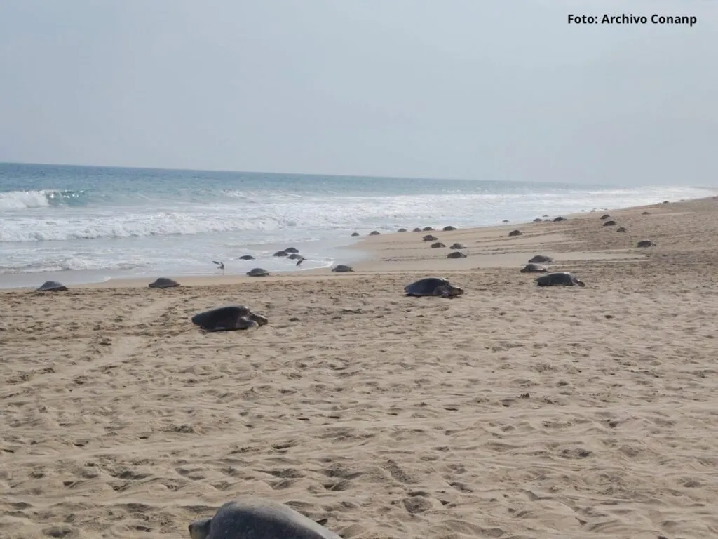 Arriban más de 11 mil tortugas golfina al Santuario Playa Escobilla