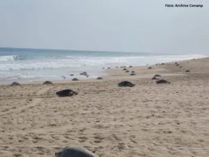 Arriban más de 11 mil tortugas golfina al Santuario Playa Escobilla