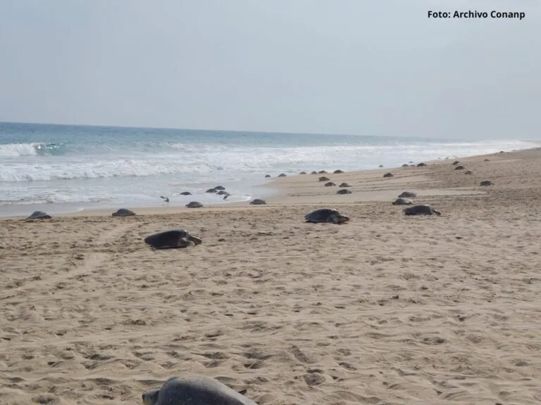 Arriban más de 11 mil tortugas golfina al Santuario Playa Escobilla