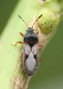 Cambio climático impulsa expansión de plaga que amenaza al maíz en México