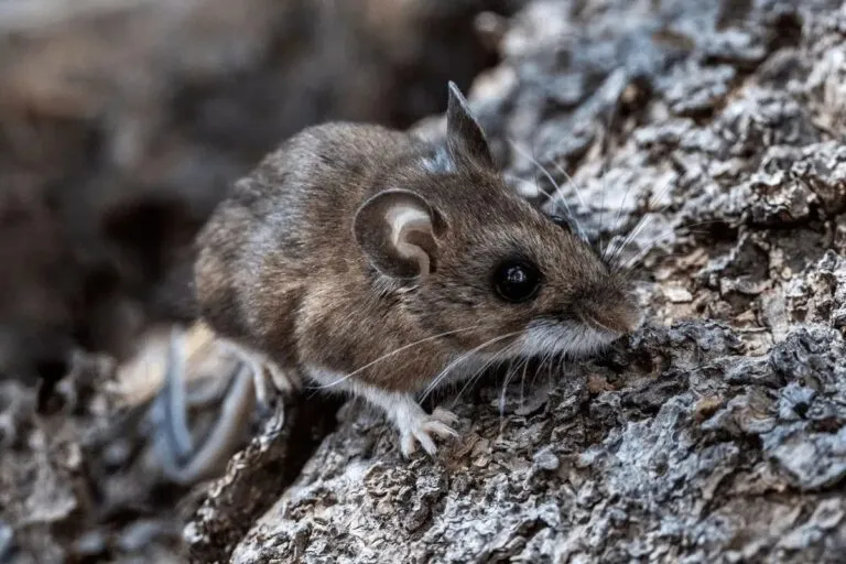 Hantavirus: cómo se transmite, variantes en Argentina