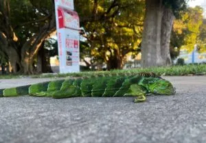Iguanas caen de los árboles en Florida por frío intenso