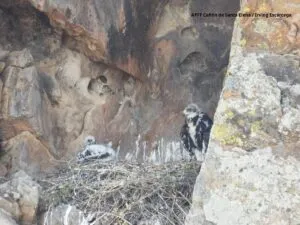 Monitorean espacio del águila Real en cañón de Chihuahua