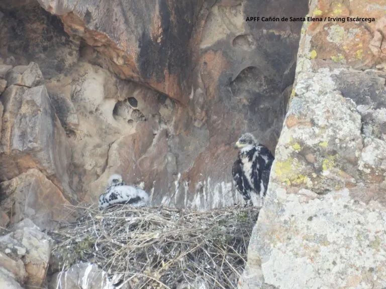 Monitorean espacio del águila Real en cañón de Chihuahua