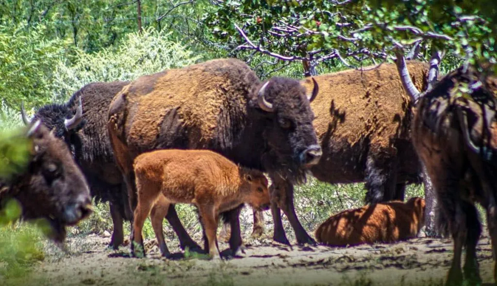 Reintroducción del bisonte en Sonora representa un avance histórico en la restauración ecológica: Alicia Bárcena