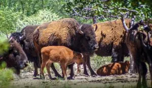 Reintroducción del bisonte en Sonora representa un avance histórico en la restauración ecológica: Alicia Bárcena