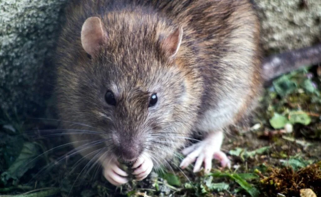 Salud activa vigilancia por hantavirus tras brote internacional