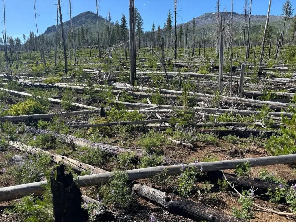 Sudamérica pierde 41 millones de hectáreas de bosques en una década: ONU