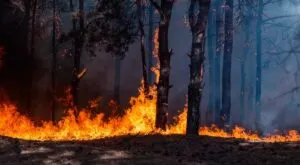 Temporada de incendios en Estados Unidos inició con cifras inéditas