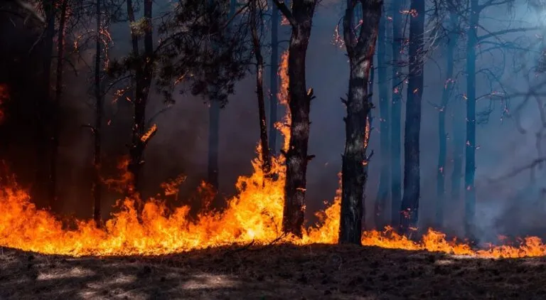 Temporada de incendios en Estados Unidos inició con cifras inéditas