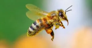 Víctor González Herrera se suma a protección de abejas.