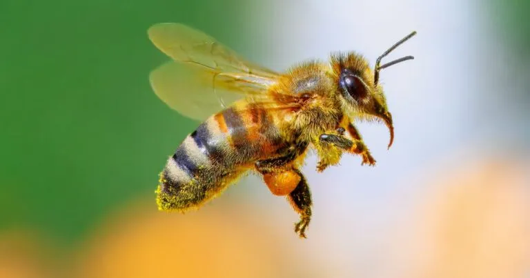 Víctor González Herrera se suma a protección de abejas.
