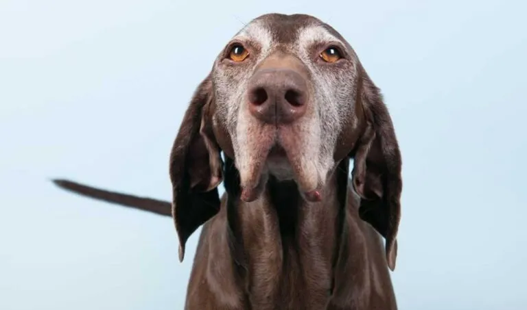 A los perros también les da demencia senil: UNAM
