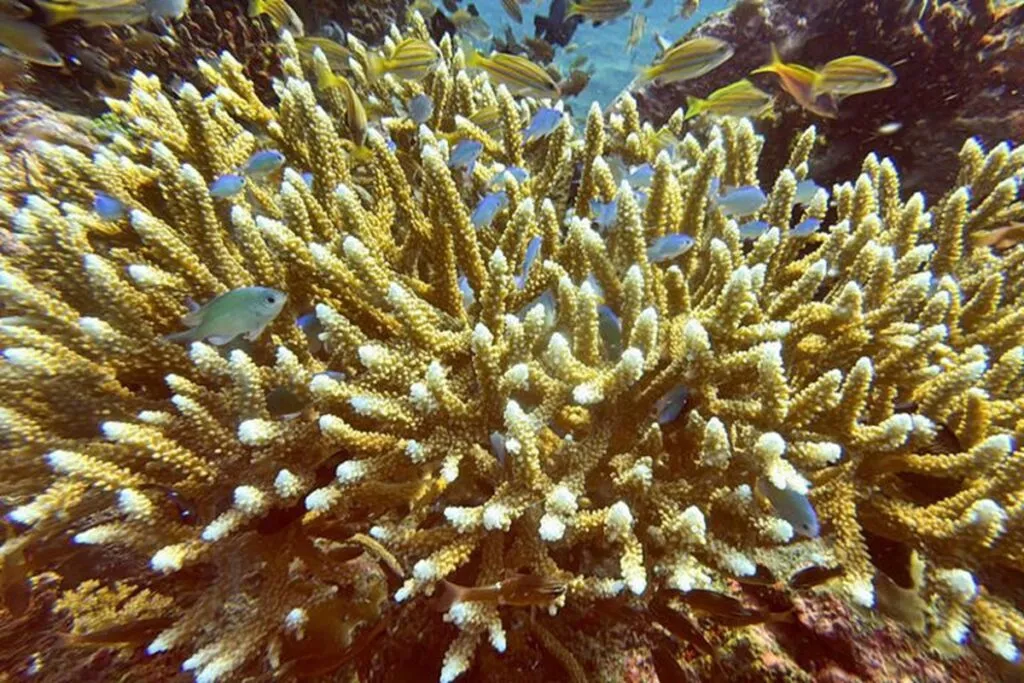 Científicos identifican 166.000 km² de arrecifes de coral capaces de sobrevivir a crisis climática