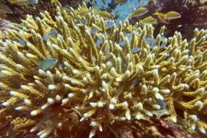 Científicos identifican 166.000 km² de arrecifes de coral capaces de sobrevivir a crisis climática