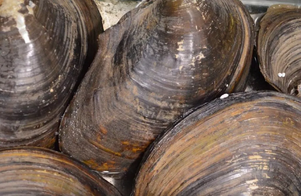 COFEPRIS activa veda sanitaria en el Mar de Cortés