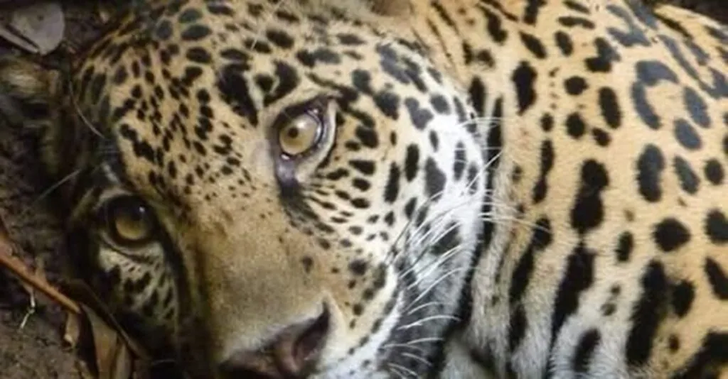 Costa Rica acaba de hacer historia: cerró sus últimos zoológicos estatales y liberó el futuro de su fauna