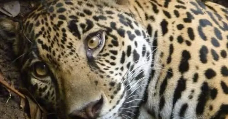Costa Rica acaba de hacer historia: cerró sus últimos zoológicos estatales y liberó el futuro de su fauna