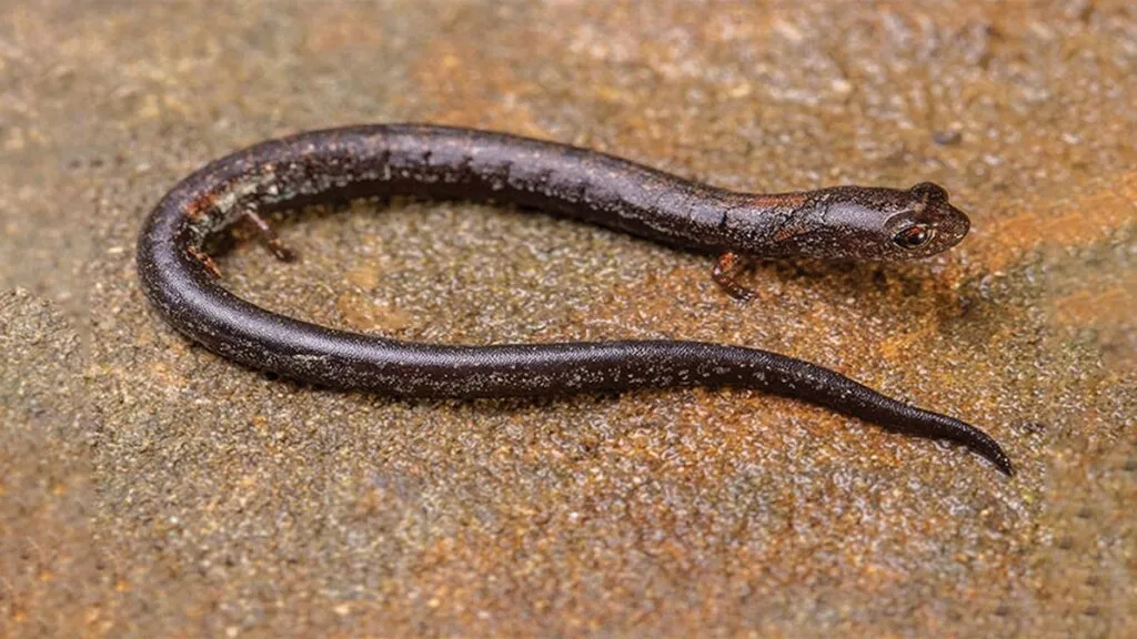 Descubren tres nuevas especies de salamandras en Oaxaca