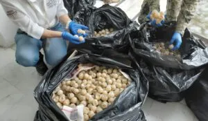 Detienen en México a persona que transportaba 11,175 huevos de tortuga marina
