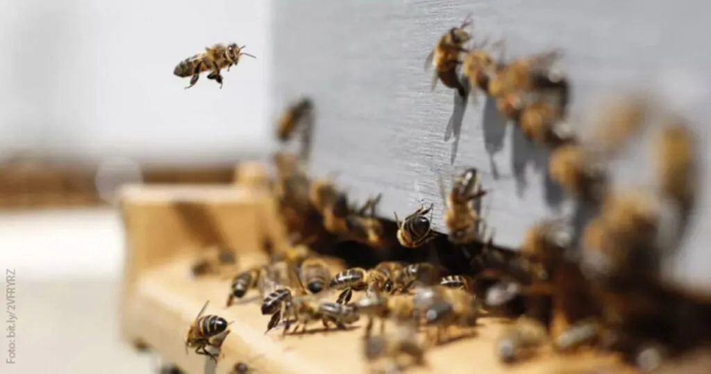 Las abejas tienen capacidad de sumar y restar