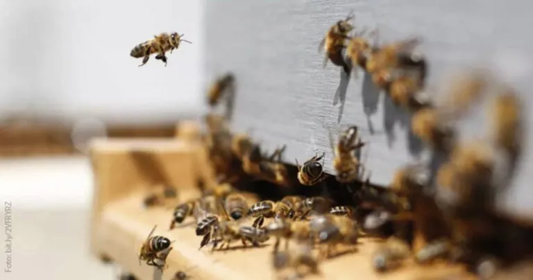 Las abejas tienen capacidad de sumar y restar