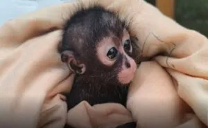 México fortalece acciones para combatir venta ilegal de vida silvestre en redes sociales