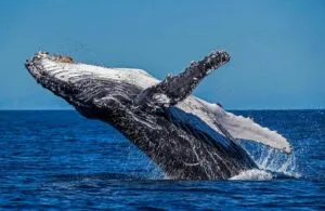 ¿A qué se enfrentan las ballenas?