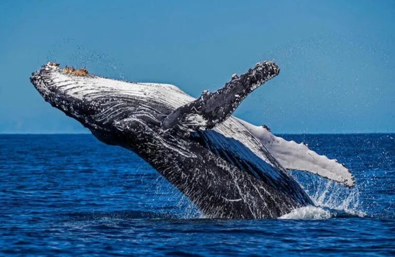 ¿A qué se enfrentan las ballenas?