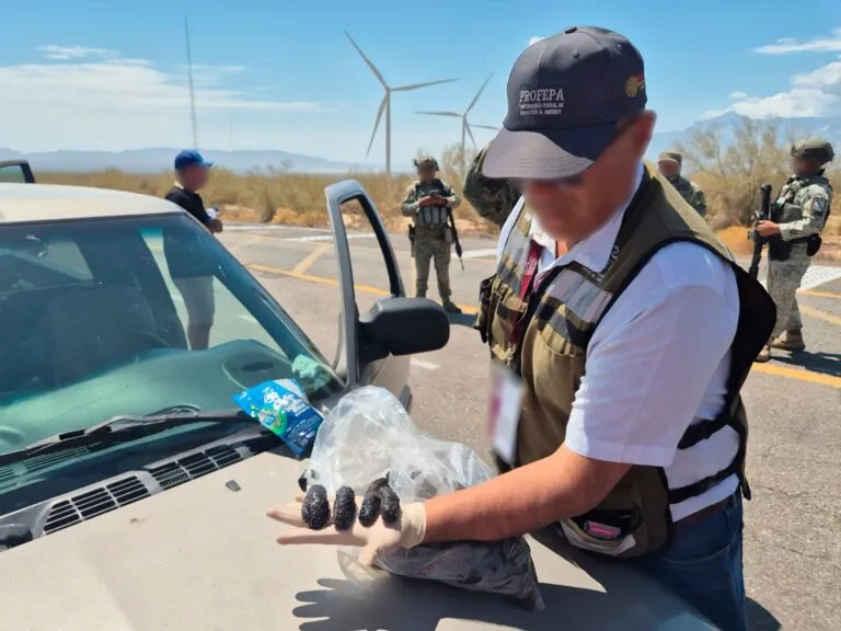 Aseguraron casi 3 mil ejemplares de pepino de mar en Baja California