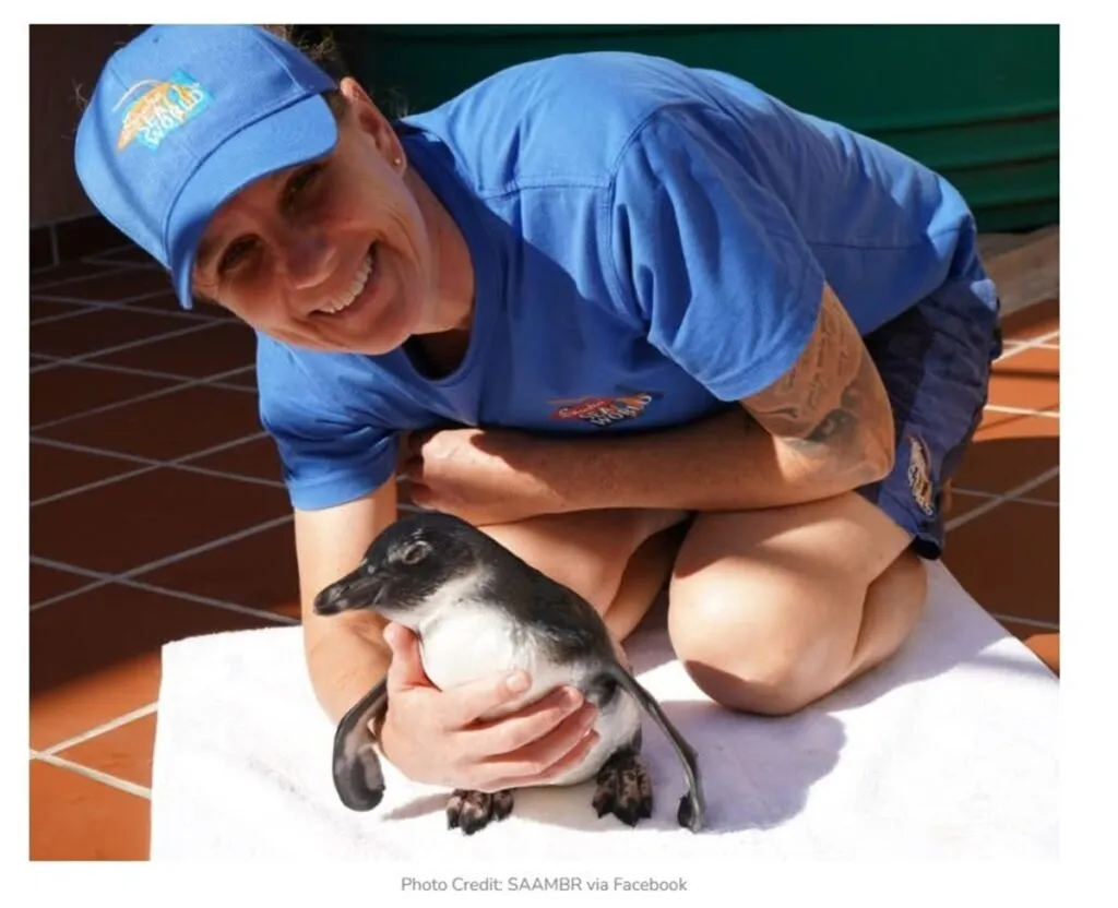 Benny, el pingüino de El Cabo rescatado en Sudáfrica, volvió al océano tras superar problemas de salud