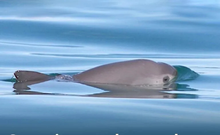 Capacitan a observadores para conservación de la vaquita marina en México
