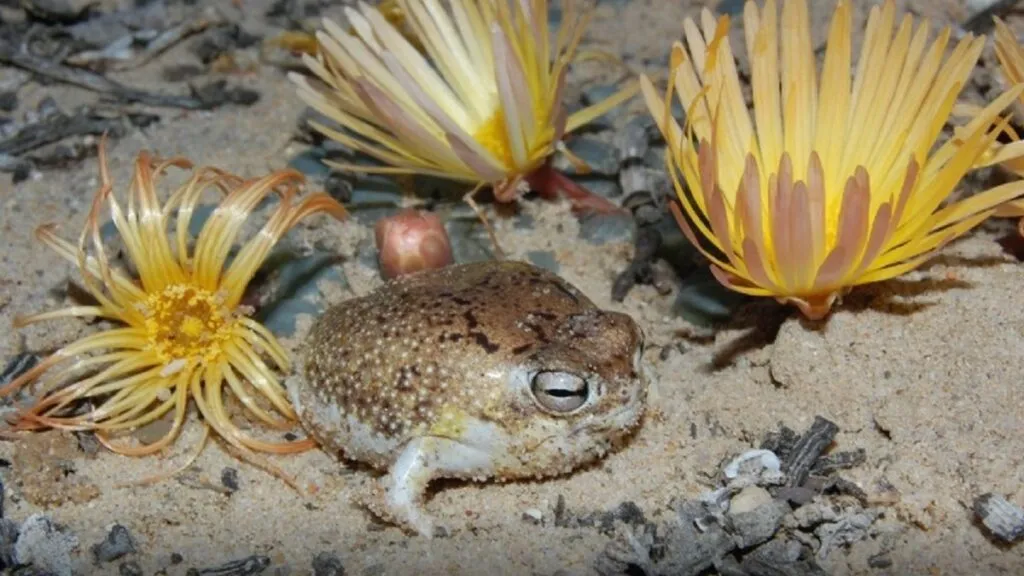 De 175.909 especies, 49.505 están amenazadas de extinción, según Lista Roja de la UICN