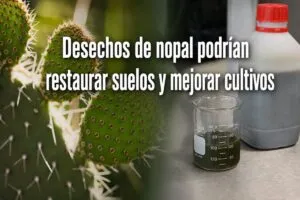Desechos de nopal podrían restaurar suelos y mejorar cultivos
