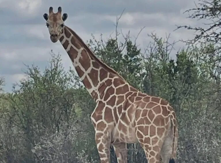 Encuentran con drones a Grecie jirafa reticulada de Texas