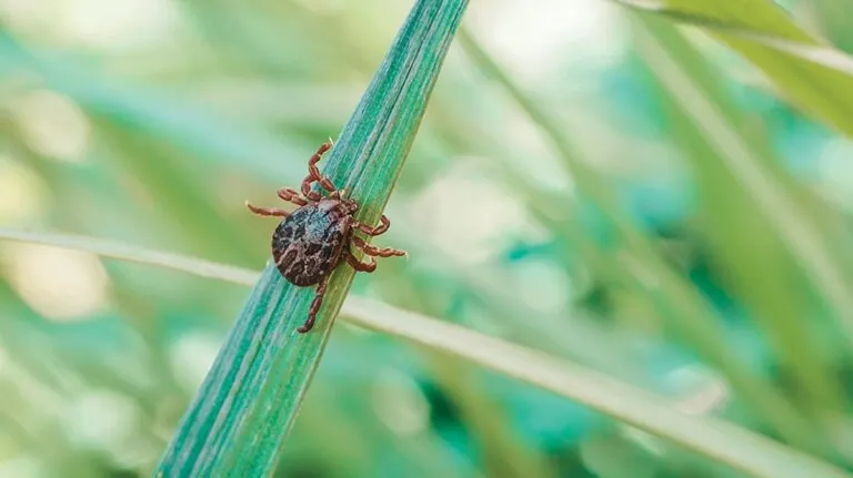 Garrapatas, transmisoras de graves enfermedades infecciosas