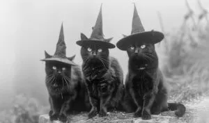 Gatos negros: de símbolo de mala suerte a felinos únicos