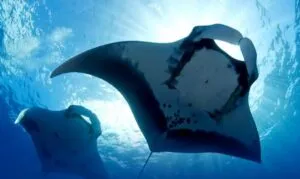 México diseña estrategia contra pesca ilegal en el Parque Nacional Revillagigedo