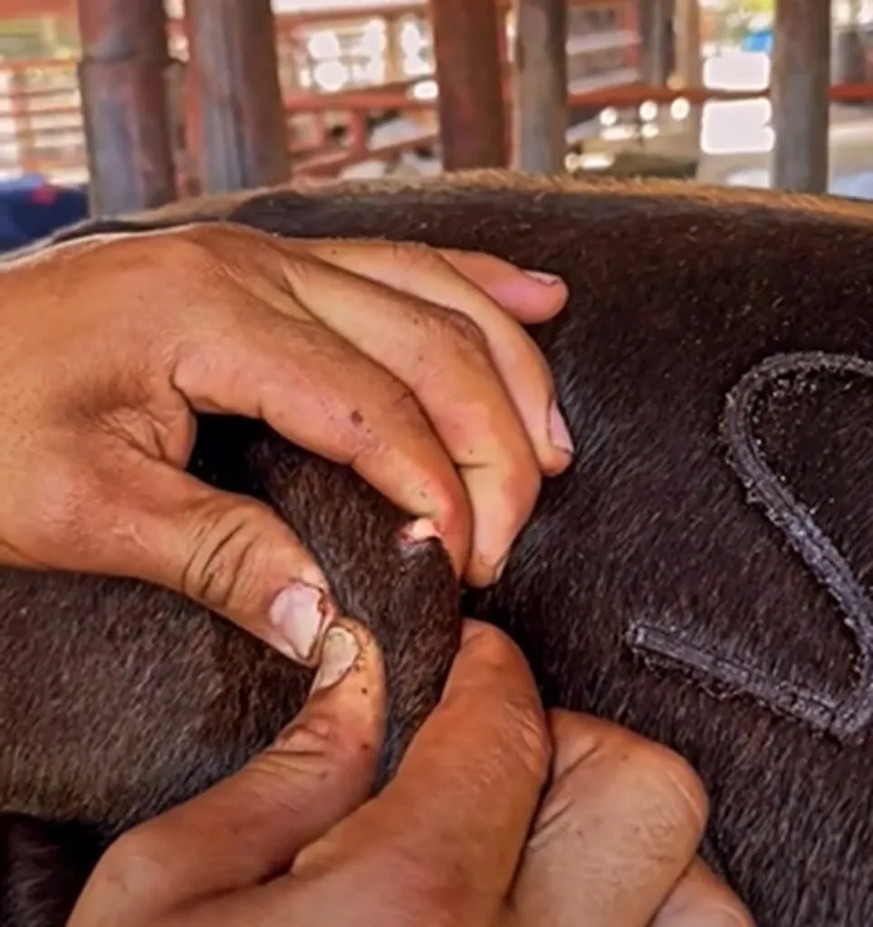 México y EU cierran filas para fortalecer estrategia contra gusano barrenador del ganado