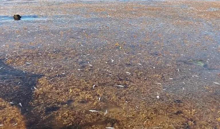 Mortandad de peces en Puerto Morelos, Yucatán