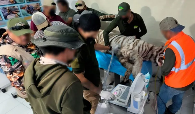 Muere el tigre de bengala Kenzo; Semarnat y Profepa lamentan la pérdida