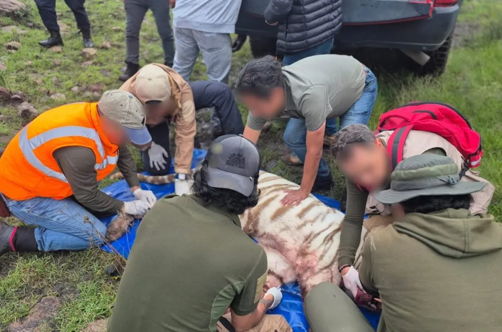 Realizó UNAM necropsia al tigre Kenzo