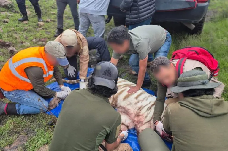Realizó UNAM necropsia al tigre Kenzo