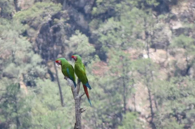Registran avistamiento de guacamaya verde en Chihuahua