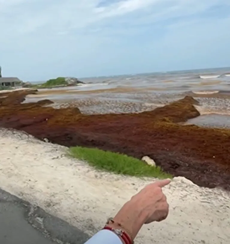 Sheinbaum anuncia plan para limpiar de sargazo playas de Q. Roo