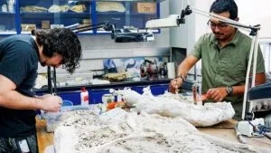 Fósiles del Bajío podrían reescribir la migración de mamíferos en América