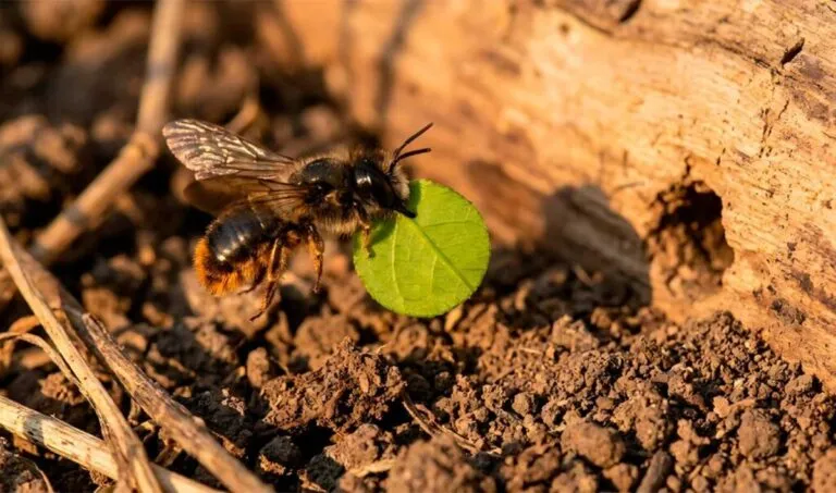 Importancia del suelo para la conservación de abejas solitarias