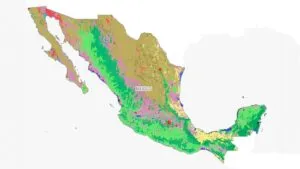 México perdió 4.1 millones de hectáreas de vegetación nativa