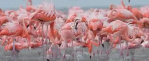 Monitoreo de flamencos en Yucatán revela desafíos para humedales hasta 2030