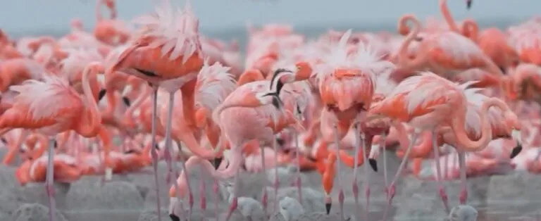 Monitoreo de flamencos en Yucatán revela desafíos para humedales hasta 2030